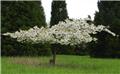Prunus serrulata Shirotae Demi Tige 12 14 Pot C15