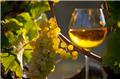 Vitis vinifera Chardonnay Pot C3