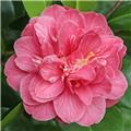 Camellia japonica Marie Bracey C7.5lITRES ** 7 âge **