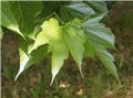 Morus alba Macrophylla (Platanifolia) Haute Tige 12 14 en pot C30L