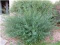 Salix purpurea Nana 40 60 cm JPL RN *** Remise importante à partir de 10 plantes **