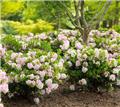 RHODODENDRON inkarho Bloombux ® Pot C.5L