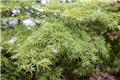 Acer palmatum Seiryu 175 200 cm XXL Pot P59 cm ** Plante exceptionnelle **