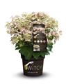 Hydrangea paniculata Switch Ophelia Pot C3 ** Parfumé **