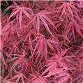 Acer palmatum Red Pygmy 60 80 Pot