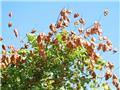 Koelreuteria paniculata  Buisson Pot C3.5  ** Savonnier de Chine **