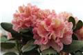 Rhododendron inkarho Brasilia® 50 60 Pot C5L