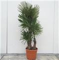 Trachycarpus Fortunei Pot P50 Ht 150 200 cm 3 troncs