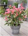 Photinia serratifolia Pink Crispy 40 60 cm Pot C2L