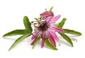 Passiflora Victoria Pot C2-3L ** fleurs de la passion rose**