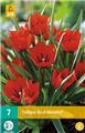 Tulipe Red Hunter * 7 pc cal.6/+ * Botanique **