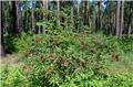 Sambucus racemosa 80 100 CM JPL RN *** Remise importante à partir de 10 plantes **