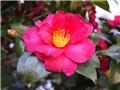 Camellia japonica Dr King Pot C15Litres ** 9 ans **