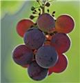 Vitis vinifera Erdbeer Traube Pot C3  ** Raisin Fraise ** Très résistante aux maladies et au froid **