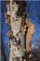 Betula nigra Multitroncs 200 250 Cepee Motte