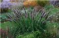 Pennisetum alopecuroides Black Beauty XXL Pot 29 cm