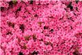Azalea japonica Encore® Autumn Sunburst 30 40 Pot C3
