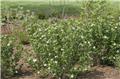 Aronia melanocarpa Revontuli Hedger Pot C3.5