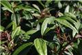 Viburnum davidii Angustifolia Pot C3.6