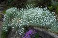Cerastium tomentosum Silberteppich Gros Pot P13