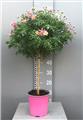 Chrysantheum frutescens Rose tige 20 cm Pot P14 anthemis