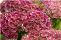 Hydrangea macrophylla Magical® Jewel ® Pot C5