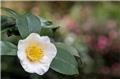 Camellia sinensis (Theier) 5 ans Pot C5 - véritable arbre à thé