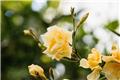 Nerium oleander Luteum Plenum buisson JAUNE 125 150 Pot 40 Laurier Rose