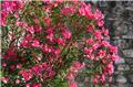 Nerium oleander Ciclamino Buisson 150 Pot P40 XTRA Fort bien ramifié - laurier rose Cyclamen