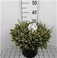 Erica darlyensis variées Pot P21 XXL