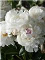 Paeonia lactiflora Marie Lemoine Pot P12 cm **Blanche parfumée **