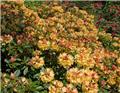 Rhododendron Nancy Evans 080 100 cm Pot C18