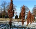 Quercus warei Wind Candle 300 400 cm Motte ** Chêne colonnaire **