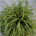 Carex oshimensis Everoro Pot P17 cm - C2L
