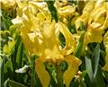 Iris pumilia Sun Doll (Jaune) Pot C2.5L