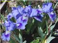 Iris pumilia Tinker Bell (Bleu) Pot C2.5L