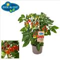 Tomate Cerise Plum Italienne Pick & Joy Pot P14 ** Avec fruits **
