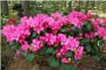 Rhododendron Pearce S American Beauty 040 060 cm Pot C5Litres