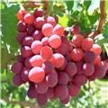 Vitis vinifera Crimson Seedless Pot C3 ** Sans pépis** ** Greffé / pied américain **