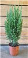 Juniperus chinensis Stricta 040 060 cm Pot P13 cm
