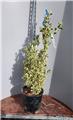 Euonymus japonicus Bravo 100 125 Pot C18Litres  ** Plante XL, bien dense **