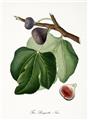 Ficus carica Brogiotta Nero Buisson Pot C10Litres