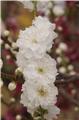 Prunus taoflora White C7.5L