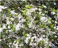 Prunus eminens Umbraculifera (Globosa) Demi Tige 06 08 Pot 28