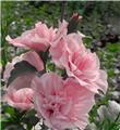 Hibiscus syriacus Pink Chiffon Pot C3.6