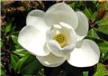 Magnolia grandiflora Alta Blanc Pot C8