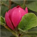Magnolia Black Tulip® Pot C7.5