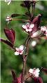 Prunus cistena Demi Tige 8 10