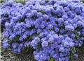 Rhododendron impeditum Blue Tit Major Pot C3.5L ** Nain **