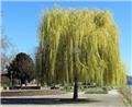 Salix sepulcralis Chrysocoma Haute Tige 10 12 ** Saule pleureur **